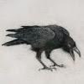Angrycrow