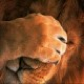lion123