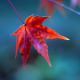 redmaple