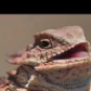 Alface