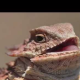 alface