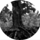 blurryroots