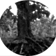 blurryroots