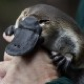 terrytheplatypus