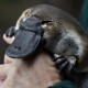 terrytheplatypus