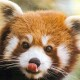 redpandawastaken
