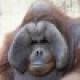 pawige