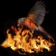 wotamrobin