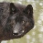 wolfnux