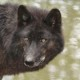 wolfnux