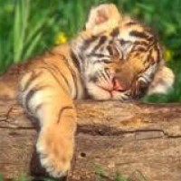 tigerbyte