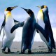 alexco12