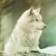 vitalwinter
