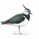 reverentlapwing