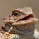 frugle