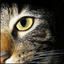 Kruemelkatze