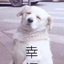 CaptainCorgistan