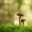 TinyMushroom