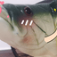 Terry_Crow