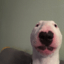 TobyChadderton