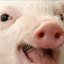 Beefbone