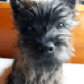 Lombax