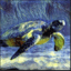 PetTurtle