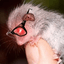 robopossum
