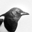 Kevin H