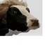 Moocow12