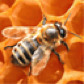 Hanamigi