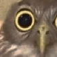 goffmog