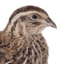 Quail Weaver