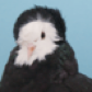 SirPigeon