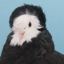 SirPigeon
