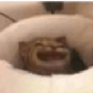 Riesyeti