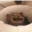Riesyeti