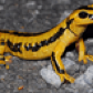 yellowsalamander