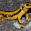 yellowsalamander