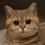 kuroy_inu