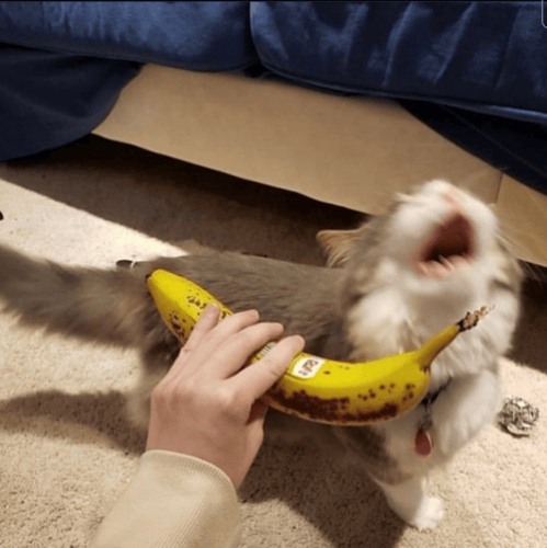 GeppyTheCat