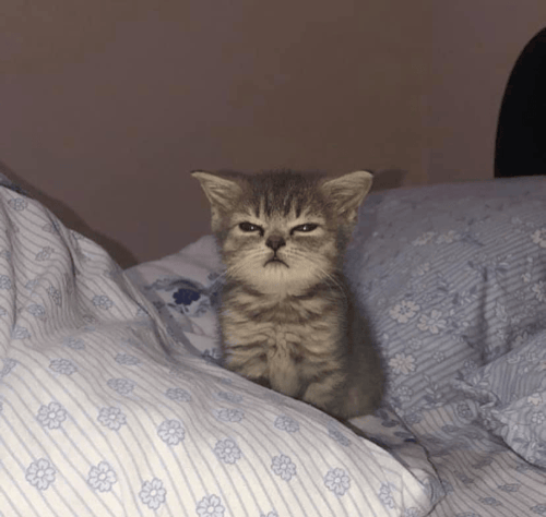 sethvagecat