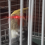 Habibirb