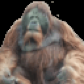 orangutanrider