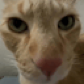 Pythorogus