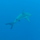 Sharkgirl
