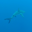 Sharkgirl