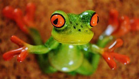 stupidfrog