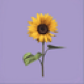 Flogram