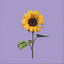 Flogram